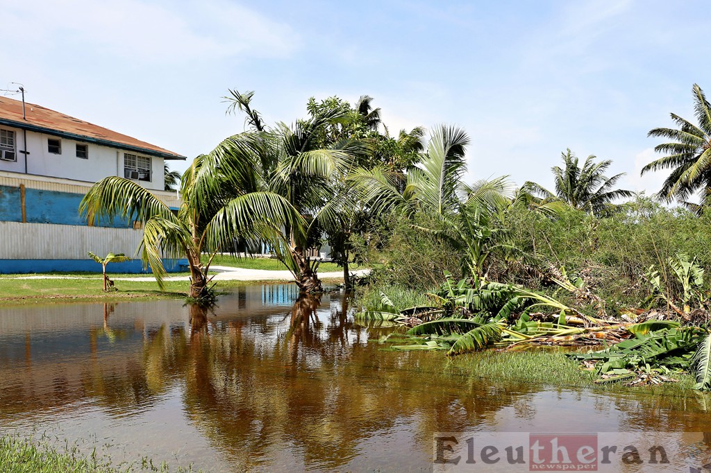 Banana trees fallen in a low-lying area with minor flooding