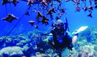 CEI Researcher Lily Haines dives among home-made substrates that baby corals will soon settle on.