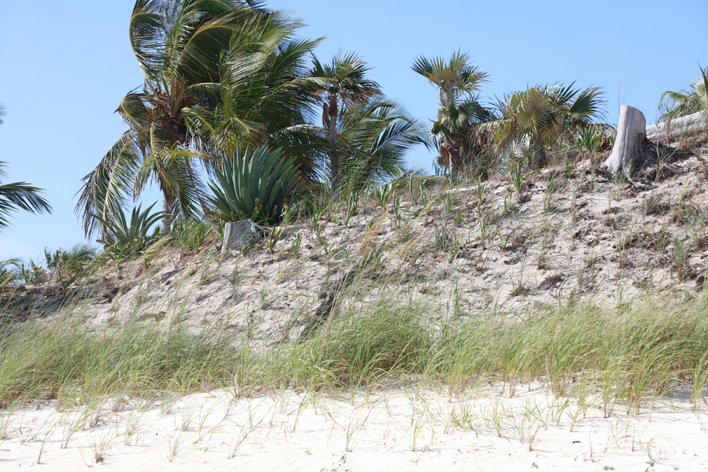 Sea oats grasses planted along a dune.