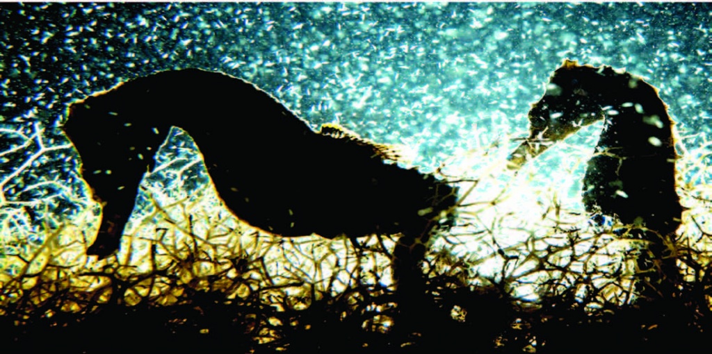 Seahorses in Sweetings Pond, now the newly declared Seahorse National Park in Eleuthera. Photo by Shane Gross.