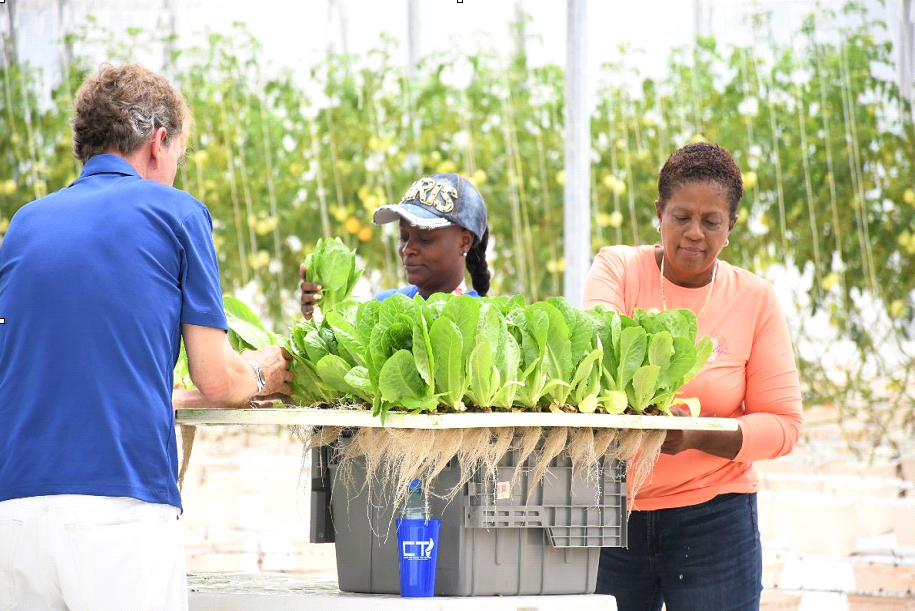 Through grant funding and donations, OEF is able to power the CTI Farm, increasing Eleuthera’s access to nutritious produce and cultivate food security through hands-on agricultural training for farmers, backyard growers, and youth.